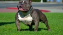 Mini pitbul (джудже pitbulterier)